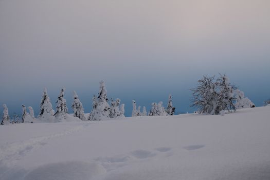 Winter landscape in blue evening light