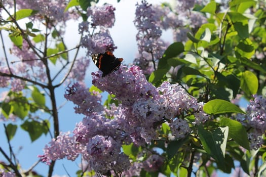 Butterfly in tree