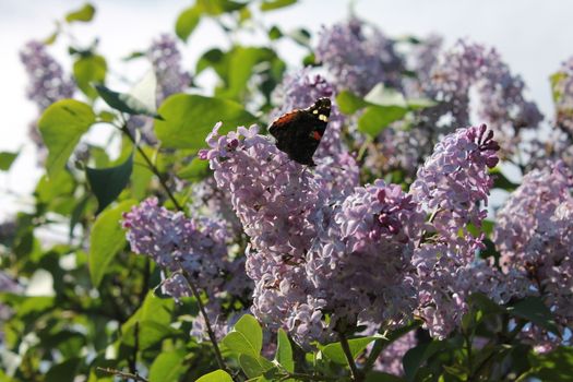 butterfly in lilac tree
