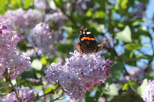 Butterfly in tree
