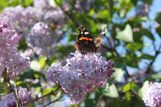 Butterfly in lilac