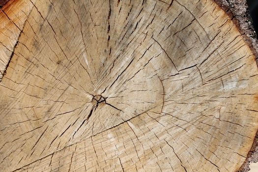close-up, timber