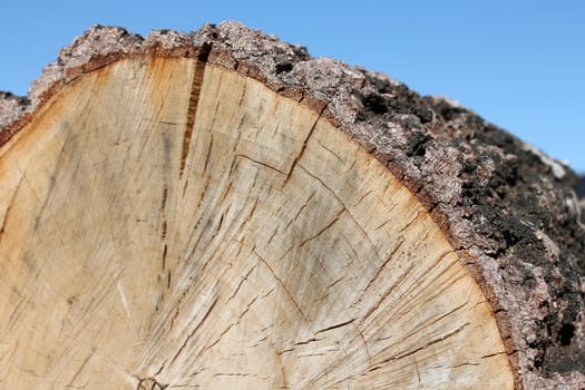 Birch log