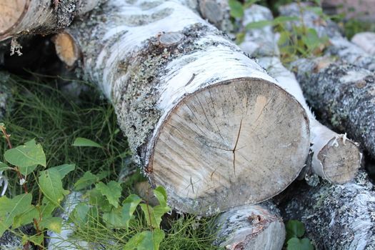 Birch in gras