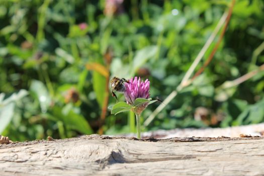 Bee on clover close-up