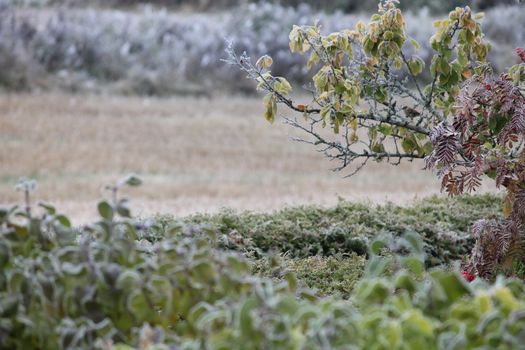 Frosty tree and fields