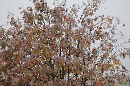 Bird and tree With red berries, frost