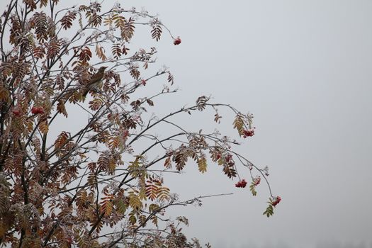 Bird in tree With red berries