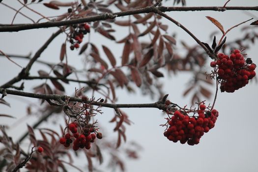 Red berries in the cold