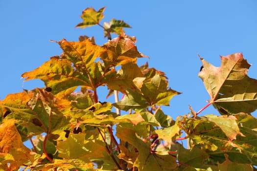 Leaf and blue sky