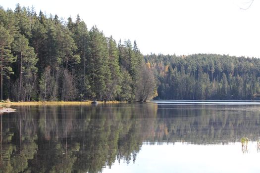 Trees mirroring in lake