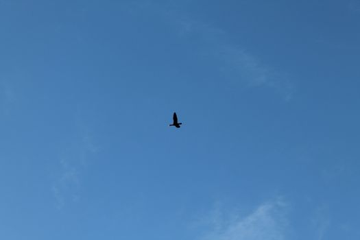 Big black bird flying high