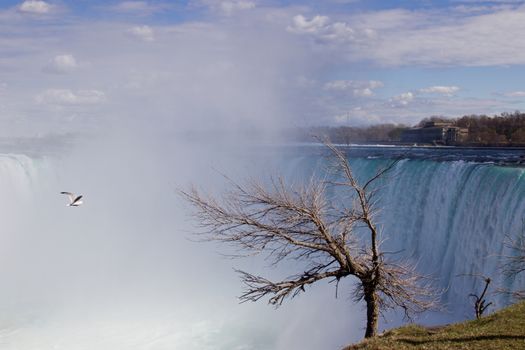 Background with a tree, gull and the Niagara falls