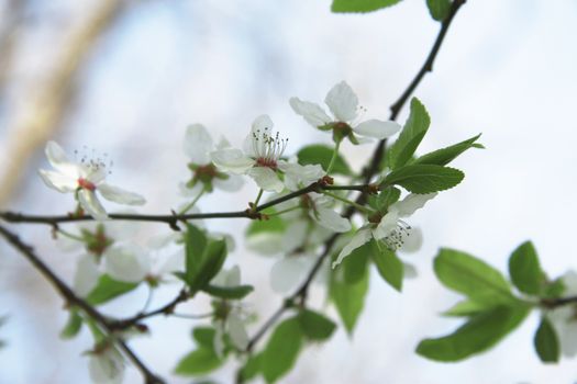 White flowers blossoming on the branch of wild tree