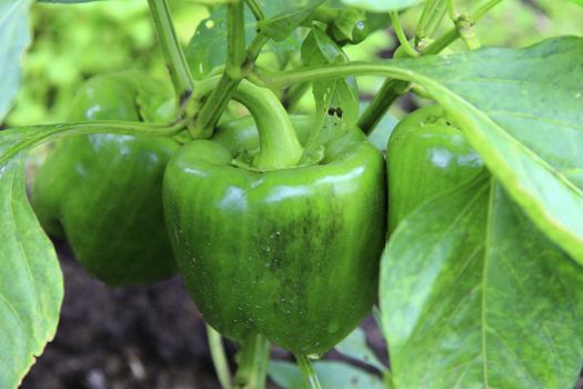 Green Sweet Pepper Growing On The Bed