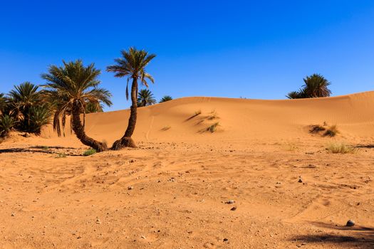 palm in the  desert oasi morocco sahara africa dune