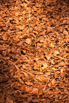 Brown, orange and red autumn leaves on the ground in the undergrowth.