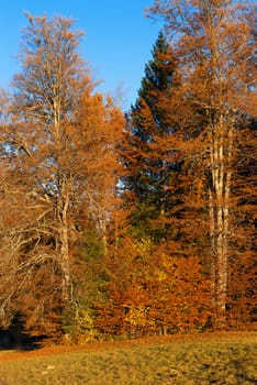 Detail of an autumnal forest with pines, beeches and firs at sunset. Val di Sella (Sella Valley), Borgo Valsugana, Trento, Italy