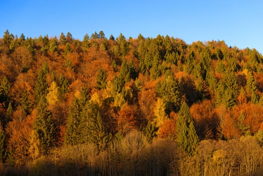 Autumnal forest with pines, beeches and firs at sunset. Val di Sella (Sella Valley), Borgo Valsugana, Trento, Italy