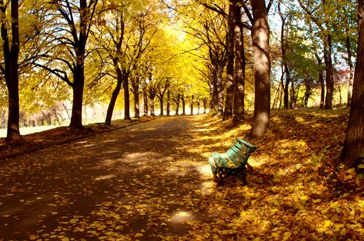 Linden alley in Kiev Botanical garden in the fall. Ukraine