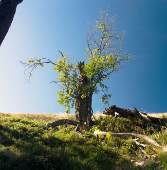 Majestic alone beech tree on a hill slope with sunny beams at mountain valley. Dramatic colorful morning scene. Red and yellow autumn leaves. Carpathians, Ukraine, Europe. Beauty world.