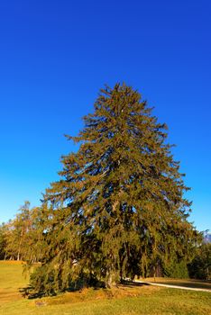 Large pine tree on the green grass and blue sky in autumn. 
