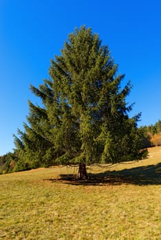 Large pine tree on the green grass and blue sky in autumn. 