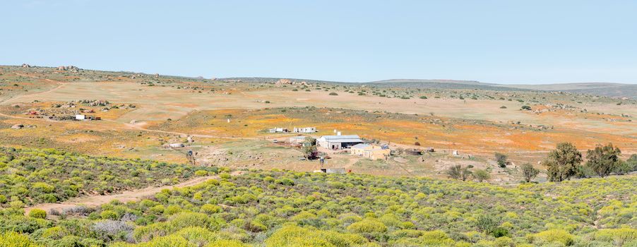 GARIES, SOUTH AFRICA - AUGUST 16, 2015: Panorama of a farm with patches of orange and yellow wild flowers near Garies in the Namaqualand region of South Africa