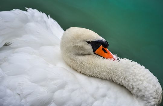 A lone white swan swims about his pond getting close to the camera in his friendly curiosity.