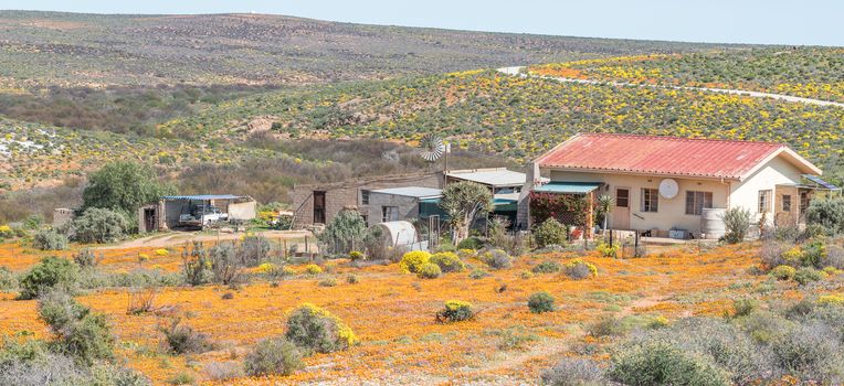 GROENRIVIER, SOUTH AFRICA - AUGUST 15, 2015:  A farm house in a sea of wild flowers on the road to Groenrivier (green river) on the Northern Cape Atlantic coast of South Africa