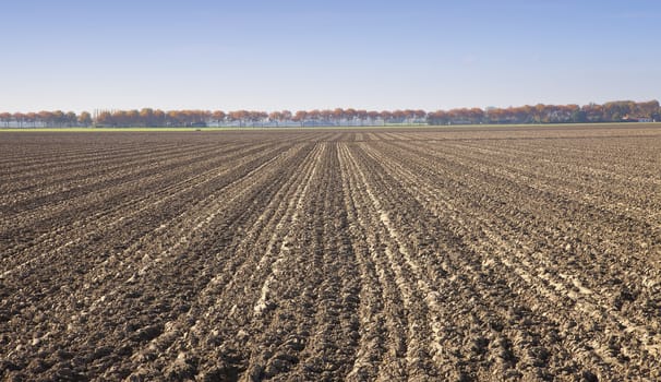 View at agricultural field in The Netherlands