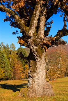 Detail of a large and old oak tree in autumn on a meadow with pines on the background and blue sky