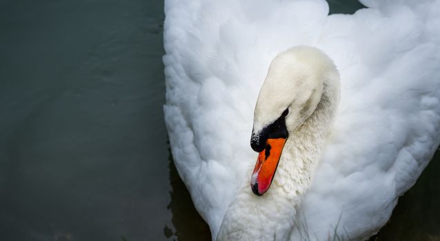 A lone white swan swims about his pond getting close to the camera in his friendly curiosity.