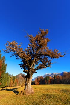 Old oak tree in autumn on a meadow with pines and mountains on the background. Val di Sella (Sella Valley), Borgo Valsugana, Trento, Italy
