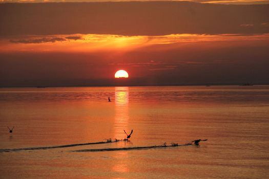 duck taking off on the background of sunrise on the Gulf of Finland.