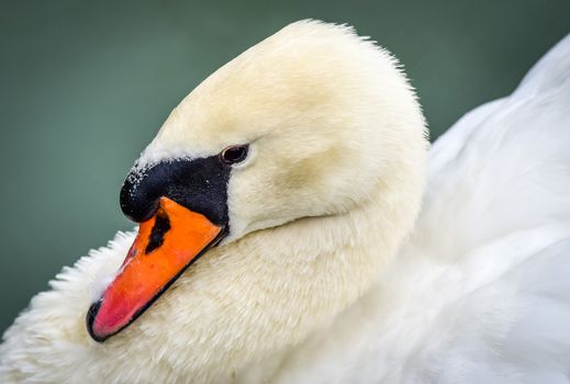 A lone white swan swims about his pond getting close to the camera in his friendly curiosity.