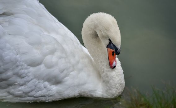 A lone white swan swims about his pond getting close to the camera in his friendly curiosity.