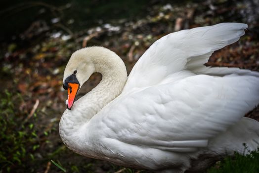 A lone white swan swims about his pond getting close to the camera in his friendly curiosity.