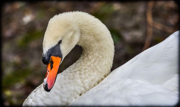 A lone white swan swims about his pond getting close to the camera in his friendly curiosity.