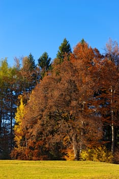 Autumnal forest with pines, beeches, firs and one oak. Val di Sella (Sella Valley), Borgo Valsugana, Trento, Italy