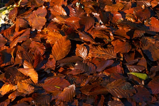 Wet leaves, brown, orange and red, in autumn on the ground in the undergrowth