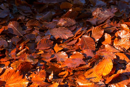 Wet leaves, brown, orange and red, in autumn on the ground in the undergrowth