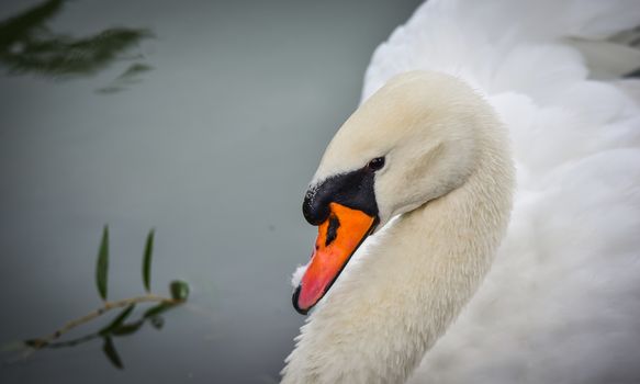 A lone white swan swims about his pond getting close to the camera in his friendly curiosity.