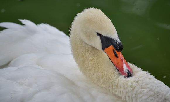 A lone white swan swims about his pond getting close to the camera in his friendly curiosity.