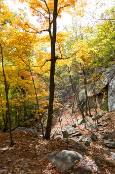 Picture taken during a hike from Breakneck ridge to Cold Spring during the fall season (NY)