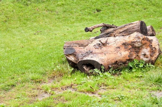 Felled tree in the meadow, bright green grass