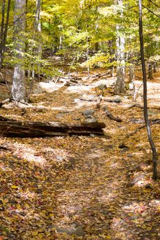 Picture taken during a hike from Breakneck ridge to Cold Spring during the fall season (NY)