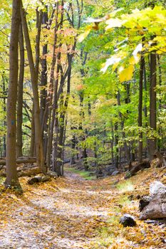 Picture taken during a hike from Breakneck ridge to Cold Spring during the fall season (NY)