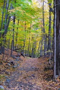 Picture taken during a hike from Breakneck ridge to Cold Spring during the fall season (NY)