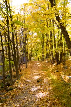 Picture taken during a hike from Breakneck ridge to Cold Spring during the fall season (NY)